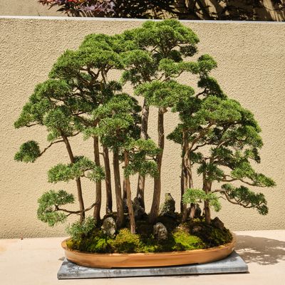 Pacific Bonsai Museum