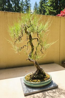 Pacific Bonsai Museum