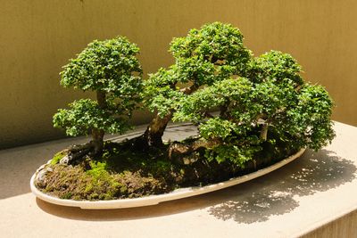Pacific Bonsai Museum