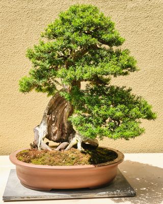 Pacific Bonsai Museum
