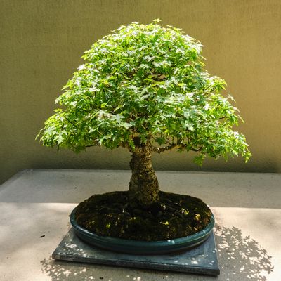 Pacific Bonsai Museum