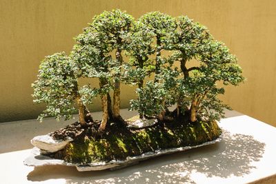 Pacific Bonsai Museum
