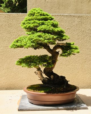Pacific Bonsai Museum