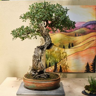 Pacific Bonsai Museum