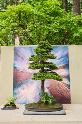 Pacific Bonsai Museum