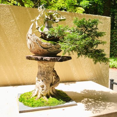Pacific Bonsai Museum