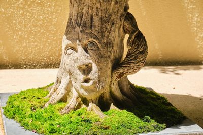 Pacific Bonsai Museum