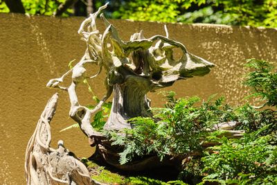Pacific Bonsai Museum