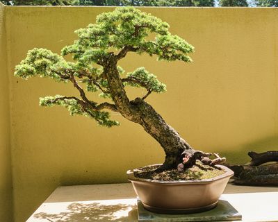 Pacific Bonsai Museum