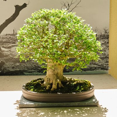 Pacific Bonsai Museum