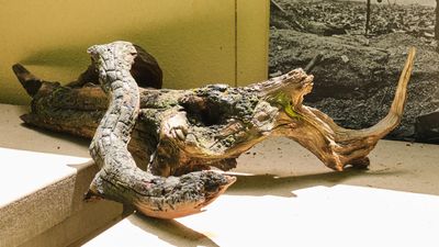 Pacific Bonsai Museum
