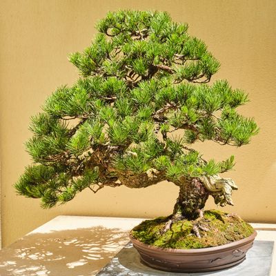 Pacific Bonsai Museum