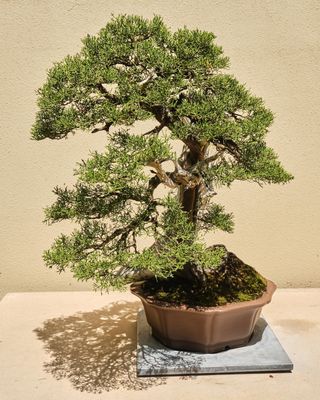 Pacific Bonsai Museum