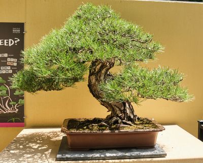 Pacific Bonsai Museum