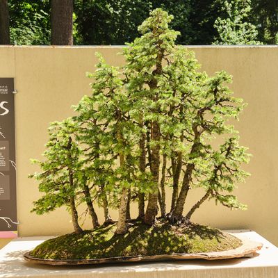 Pacific Bonsai Museum
