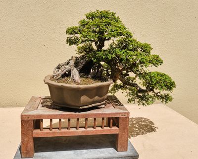 Pacific Bonsai Museum