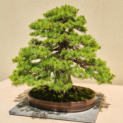 Pacific Bonsai Museum