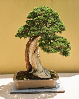 Pacific Bonsai Museum