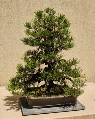 Pacific Bonsai Museum