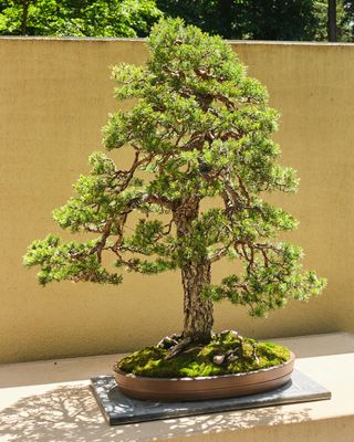 Pacific Bonsai Museum