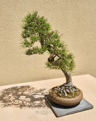 Pacific Bonsai Museum