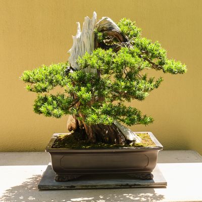 Pacific Bonsai Museum