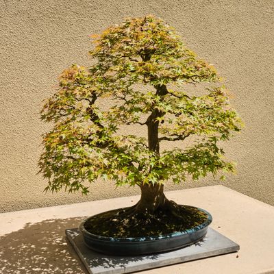 Pacific Bonsai Museum