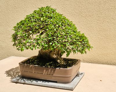 Pacific Bonsai Museum