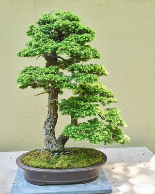 Pacific Bonsai Museum