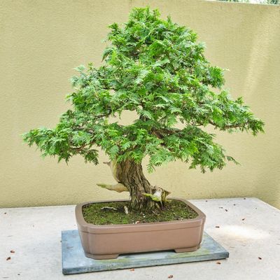Pacific Bonsai Museum