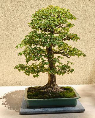 Pacific Bonsai Museum