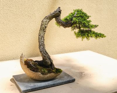 Pacific Bonsai Museum