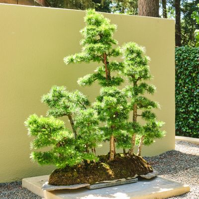 Pacific Bonsai Museum