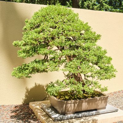 Pacific Bonsai Museum