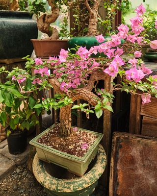 Elandan Gardens