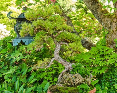 Elandan Gardens