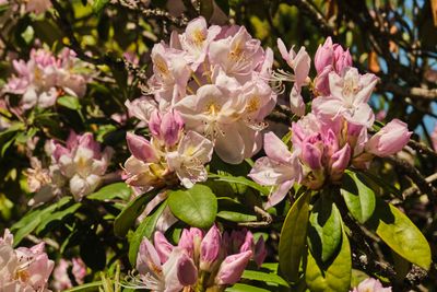 Elandan Gardens