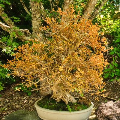 Elandan Gardens