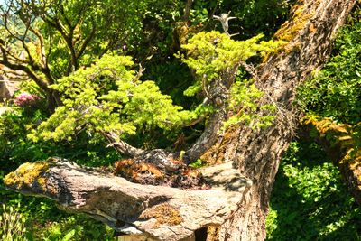 Elandan Gardens