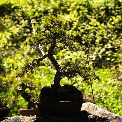 Elandan Gardens