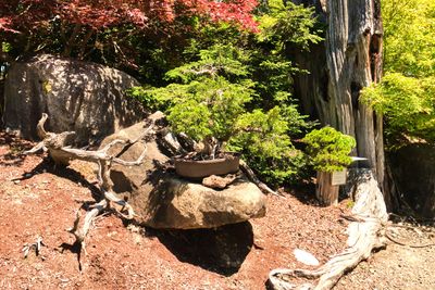 Elandan Gardens