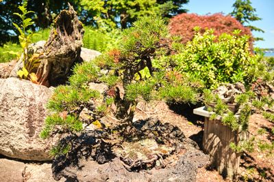Elandan Gardens