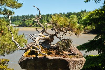 Elandan Gardens