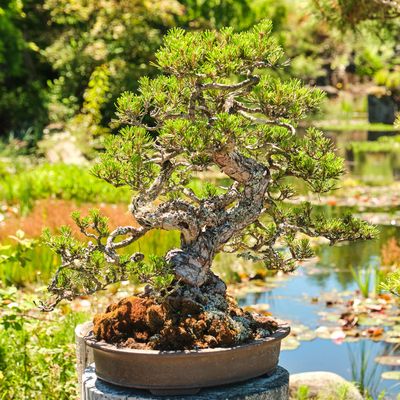 Elandan Gardens