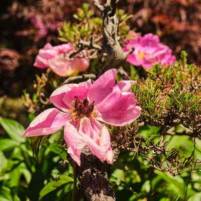 Elandan Gardens