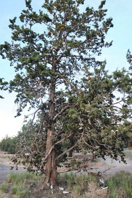 Shoe Tree - Bend, Formerly Redmond
