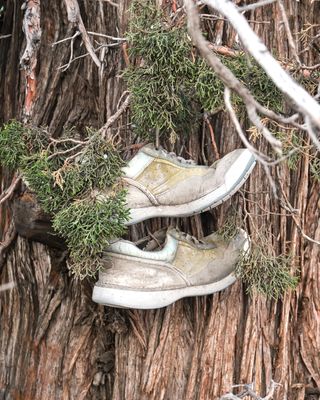 Shoe Tree - Bend, Formerly Redmond