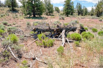 Shoe Tree - Tumalo