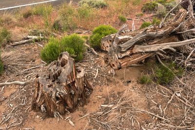 Shoe Tree - Tumalo