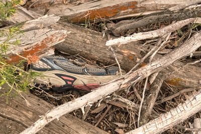 Shoe Tree - Tumalo